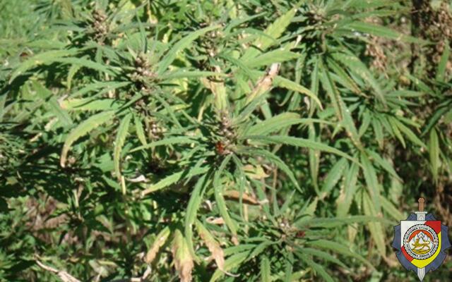 Незаконное культивирование растений, содержащих наркотические средства